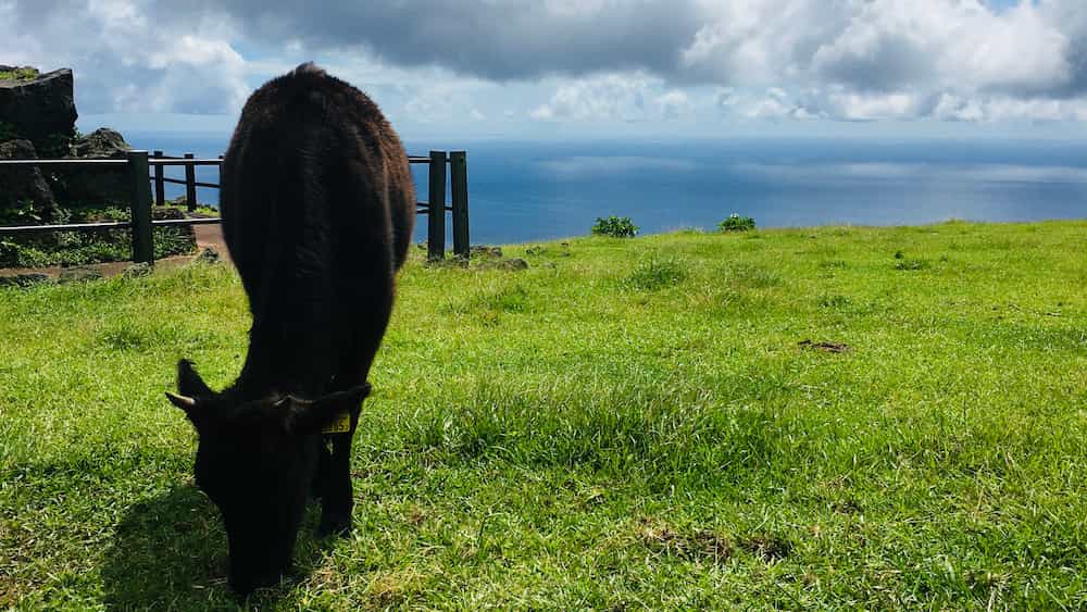 八丈富士ふれあい牧場の牛